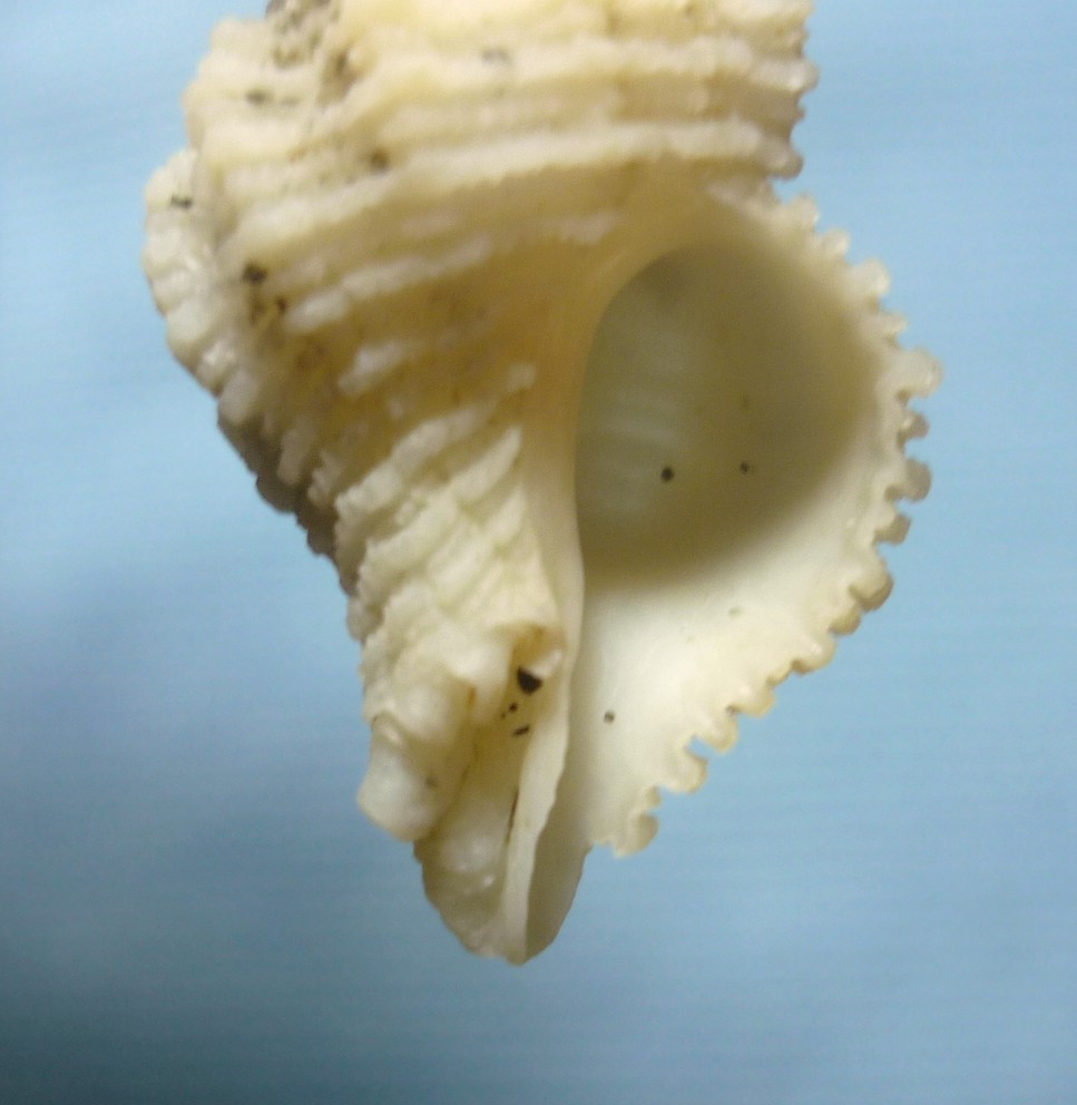 Coralliophila sofiae o squamosa?